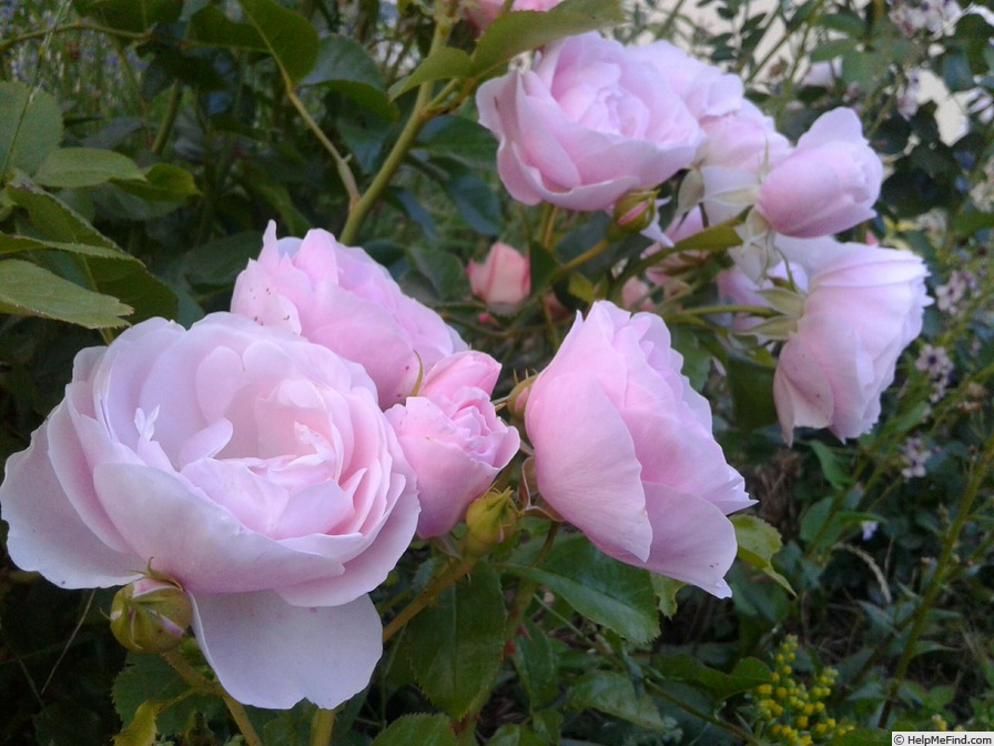 'Hans Gönewein Rose' rose photo