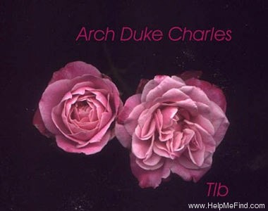 'Archduke Charles (china, Dubourg/Laffay, 1825)' rose photo