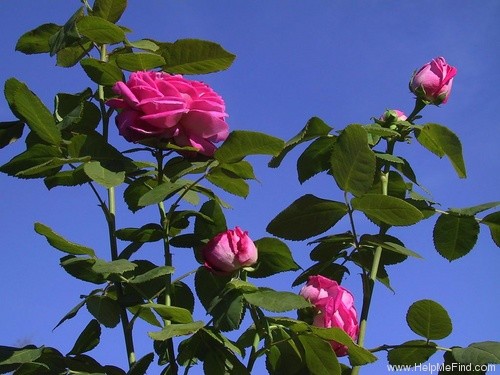 'Archiduchesse Elizabeth d'Autriche' rose photo