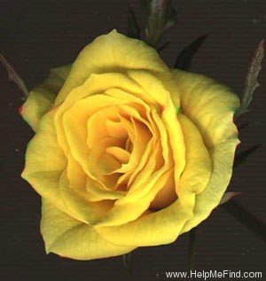 'FL-01 (Peter Harris)' rose photo