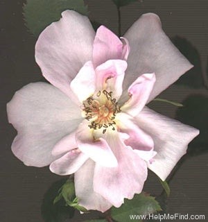 'B1501 (Peter Harris)' rose photo