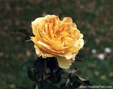 'Jean Giono ®' rose photo