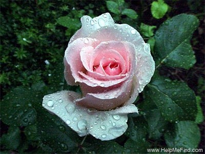 'Johann Strauss ®' rose photo