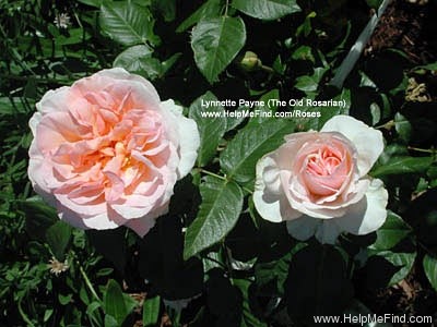 'Johann Strauss ®' rose photo