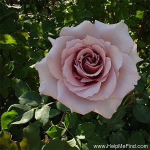 'Julia's Rose' rose photo