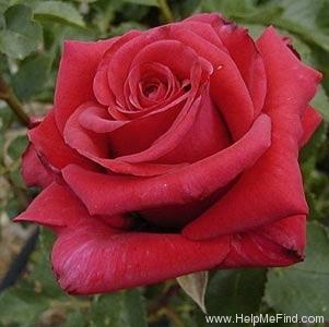 'Kardinal 85 ™ (hybrid tea, Kordes 1985)' rose photo