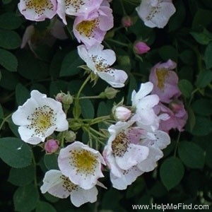 'Kew Rambler' rose photo