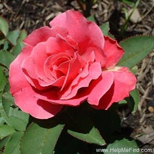 'Ferrin' rose photo