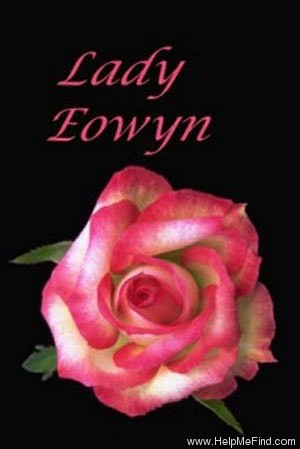 'Lady E'owyn' rose photo