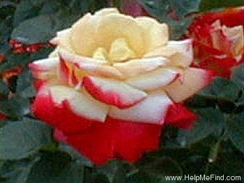 'Eikoh' rose photo