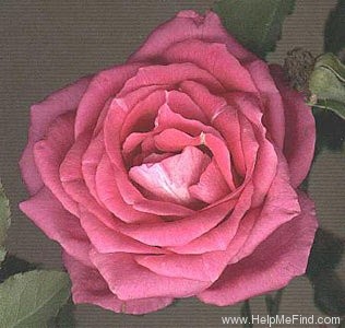 'BR506 ('Lilac')' rose photo