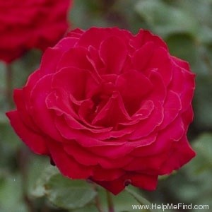 'Legend (hybrid tea, Warriner, 1986/92)' rose photo