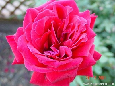 'Legend (hybrid tea, Warriner, 1986/92)' rose photo