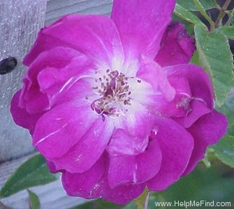 'L'Heritieranea' rose photo