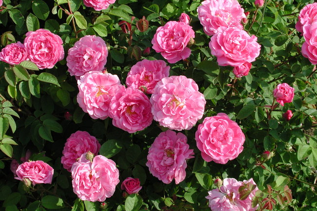 'Gallicandy' rose photo
