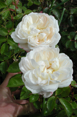 'Hettie (climber, Barden, 2003)' rose photo