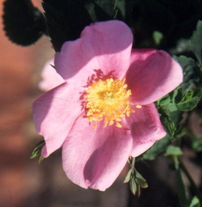 '<i>Rosa cinnamomea</i> L. synonym' rose photo