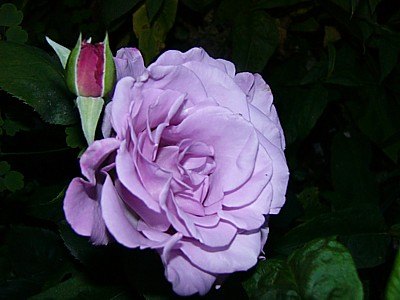 'Tarde Gris' rose photo
