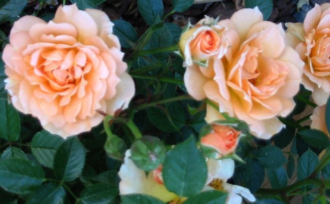 'What a Peach ™' rose photo