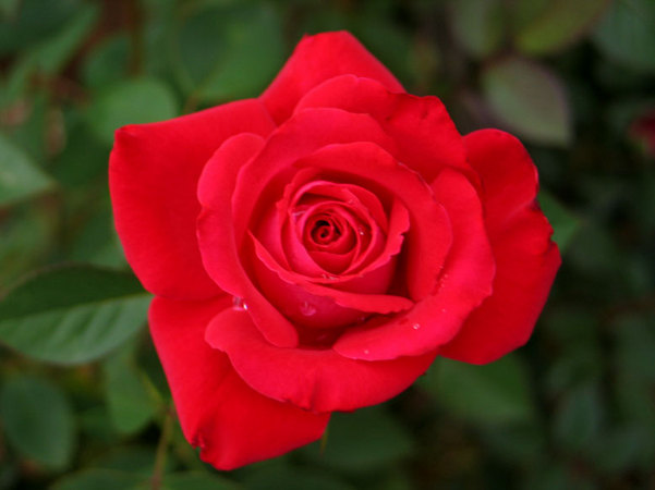 'Lovers Lane ™' rose photo