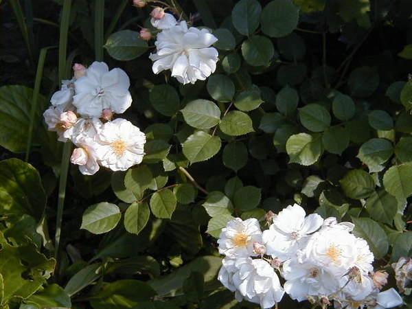 'Penelope (hybrid musk, Pemberton 1924)' rose photo