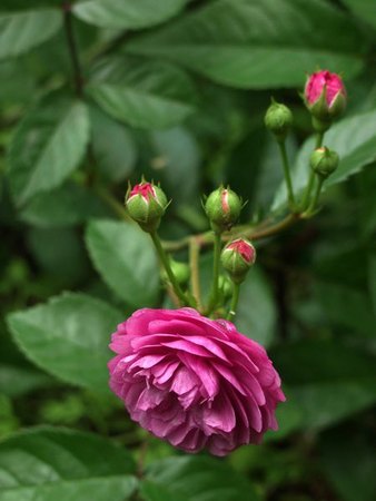 'Excellenz von Schubert (polyantha, Lambert 1909)' rose photo