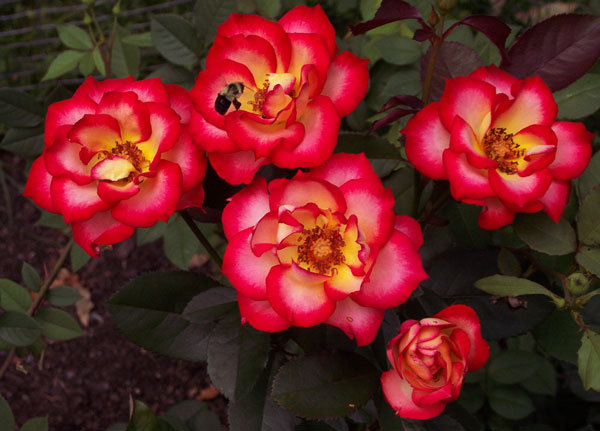 'Betty Boop ™ (Floribunda, Carruth, 1999)' rose photo