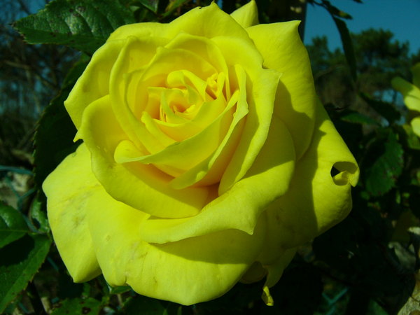 'KORresia' rose photo