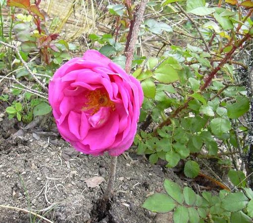 'Sir Henry ®' rose photo