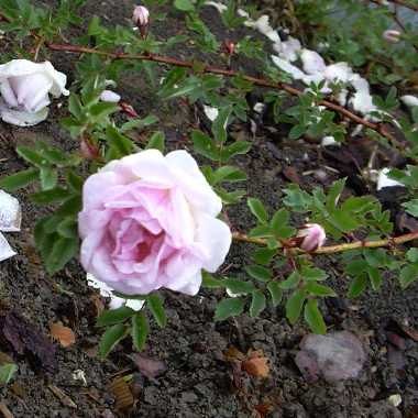 'Suzanne (hybrid spinosissima, Skinner, 1950)' rose photo