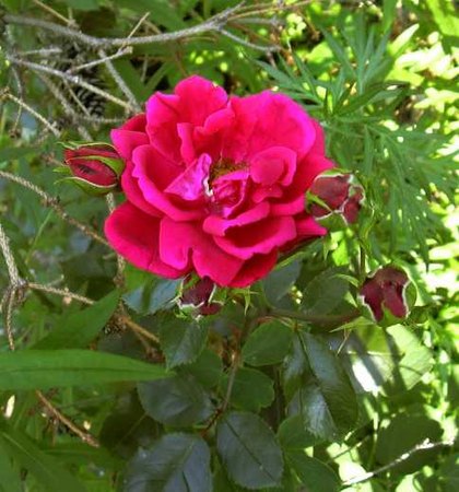 'New Dawn Red' rose photo