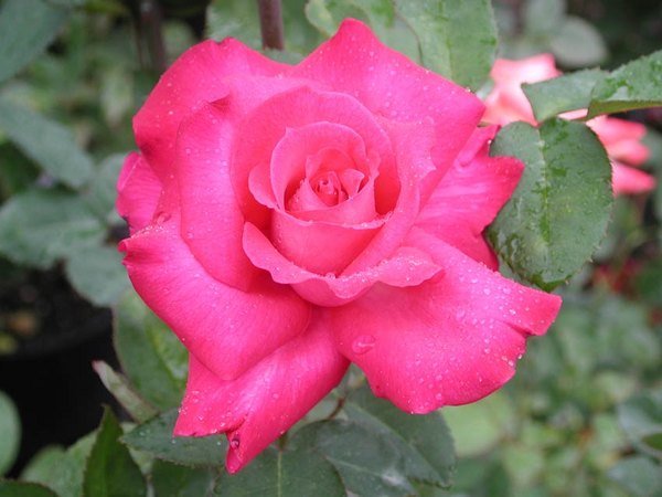 'Ida (hybrid tea, Singer 2003)' rose photo