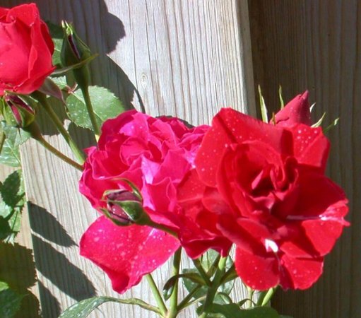 'Sensass Delbard ®' rose photo