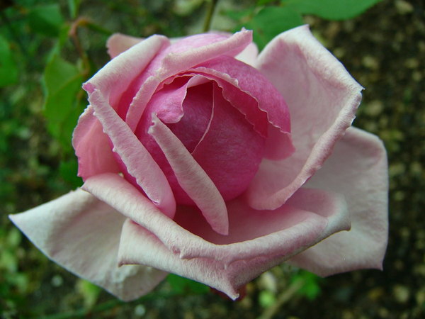'La France' rose photo