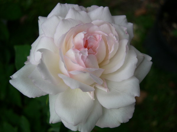 'Madame Joseph Schwartz' rose photo