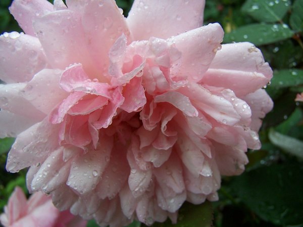 'Gruss an Aachen (Hybrid Tea, Hinner 1909)' rose photo