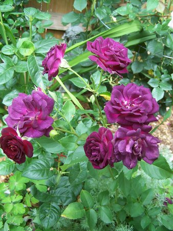 'Midnight Blue ™' rose photo