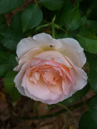 'Johann Strauss ®' rose photo