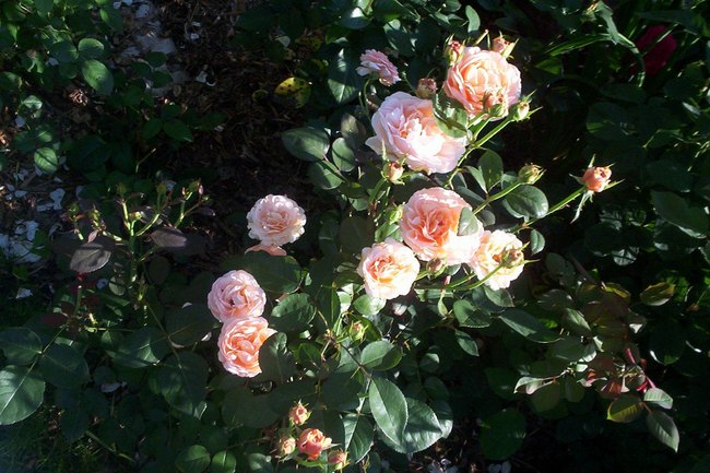 'Tamora (shrub, Austin, 1983)' rose photo