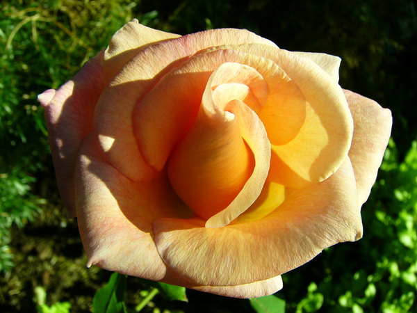 'Michèle Meilland, Cl.' rose photo