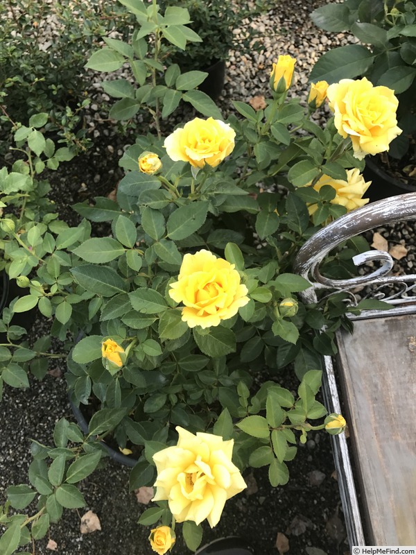 Желтый шиповник капуцинская роза фото