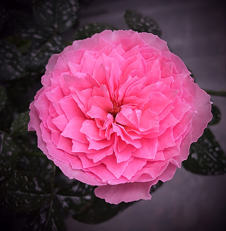 'Koharu' rose photo