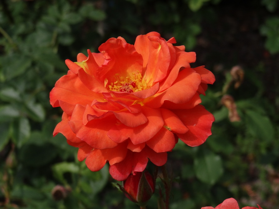 'KORwest' rose photo