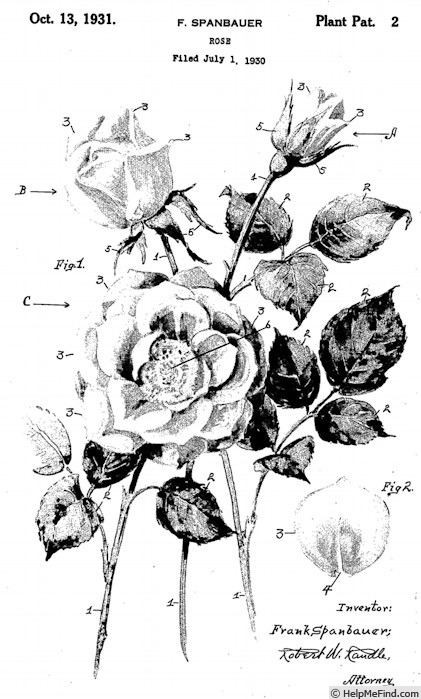 'Senior' rose photo