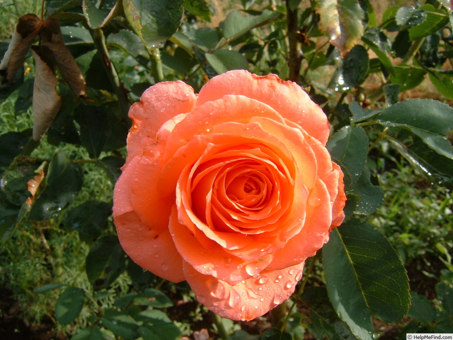'Paris 2000 ® (hybrid tea, Delbard 1973)' rose photo