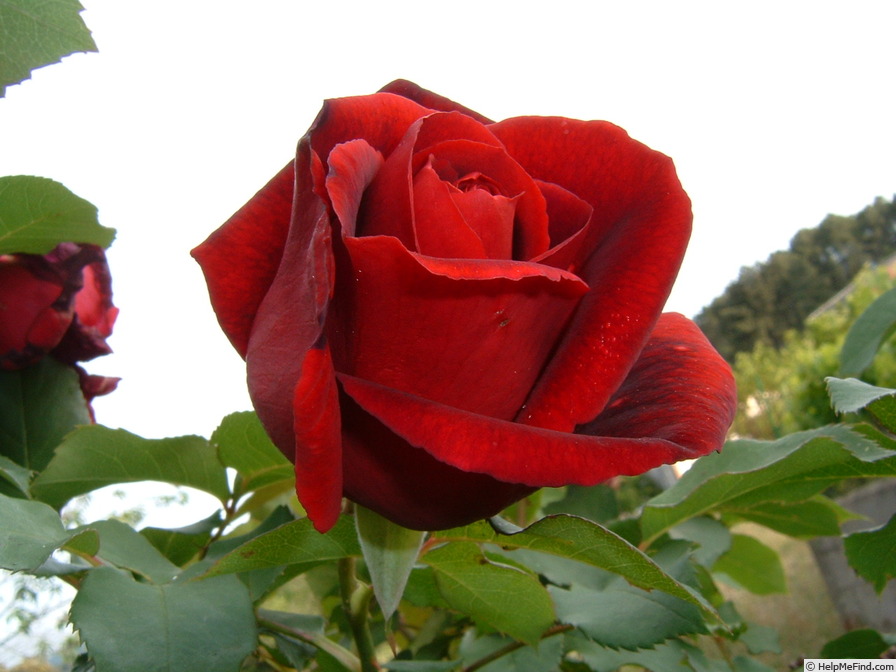 'Crimson Glory, Cl.' rose photo
