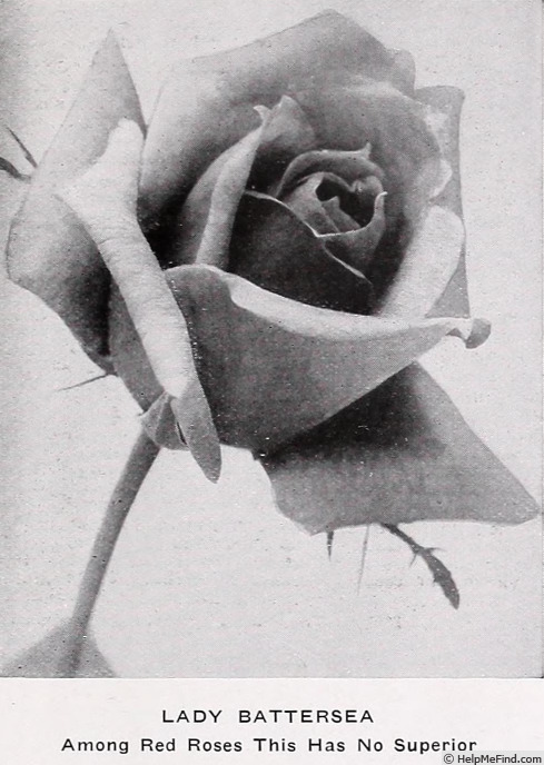 'Lady Battersea' rose photo
