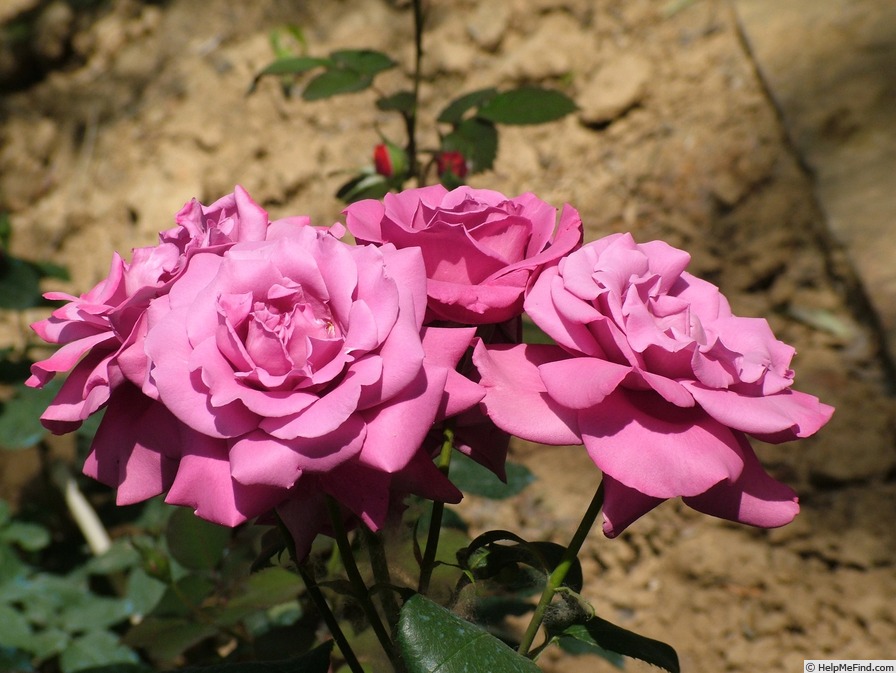 'Ciel Bleu ®' rose photo