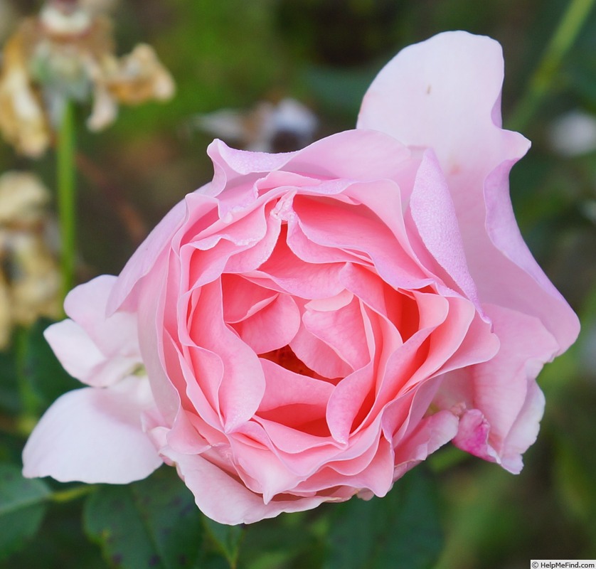 'Almandet' rose photo