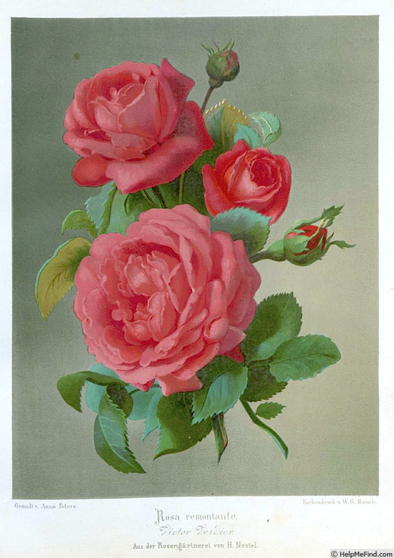 'Victor Verdier (Hybrid Perpetual, Lacharme, 1859)' rose photo